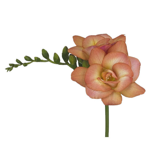 Picture of Freesia Peachy Queen