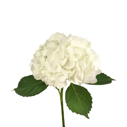Picture of Hydrangea premium White