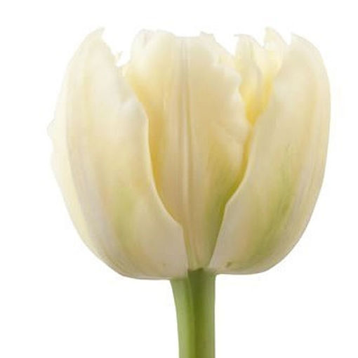 Picture of Tulip Verona