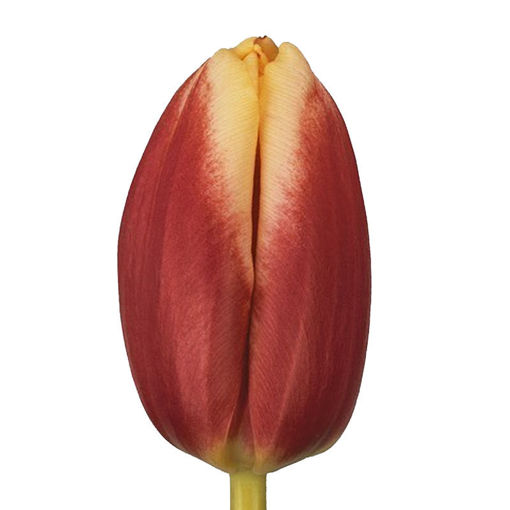 Picture of Tulip Leen van der Mark