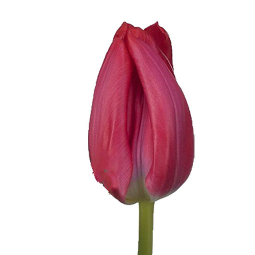 Picture of Tulip Frontline