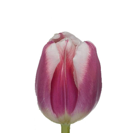 Picture of Tulip Picardy