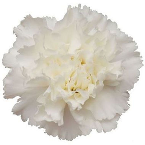 Picture of Carnation White Giant