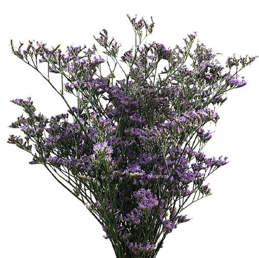 Picture of Limonium Shooting Star
