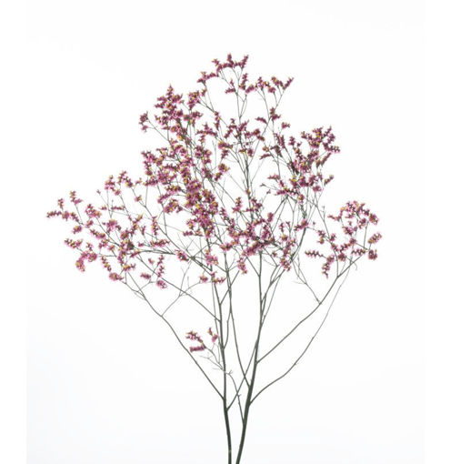 Picture of Limonium Pink Beau
