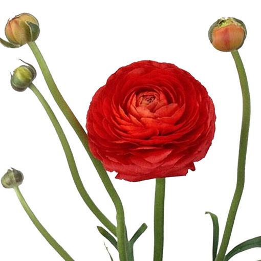 Picture of Ranunculus Elegance Red