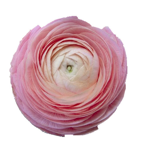 Picture of Ranunculus Marshmallow
