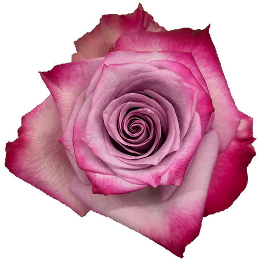 Picture of Rose Deep Purple