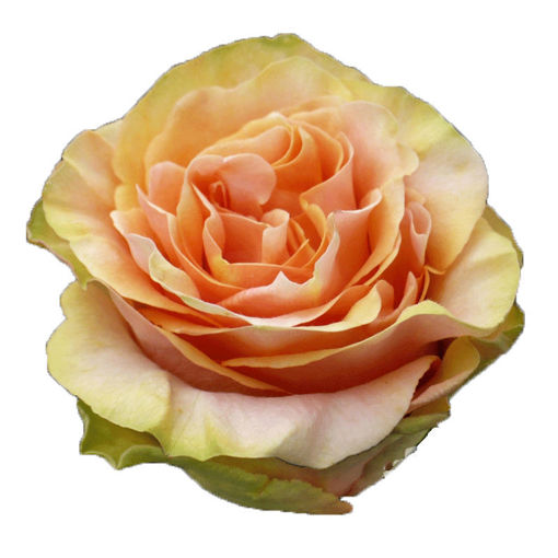 Picture of Rose Finesse