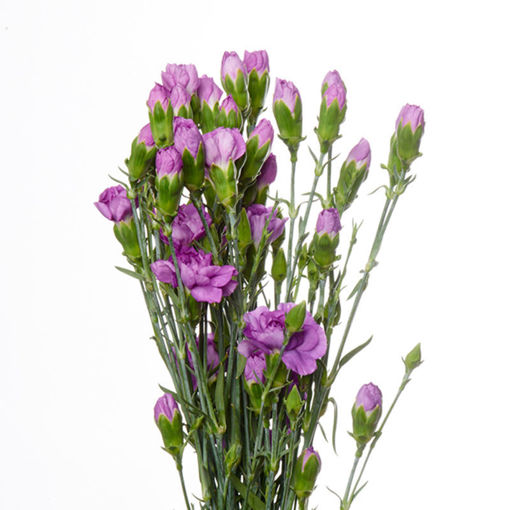 Picture of Carnation Spray Moon Berry