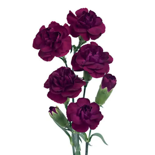 Picture of Carnation Spray Purple