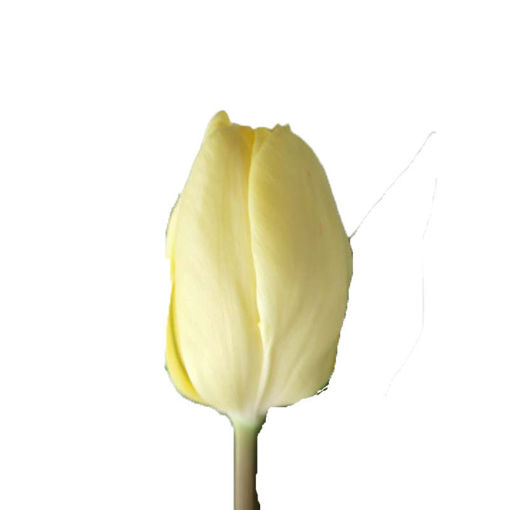 Picture of Tulip Creme Fraiche