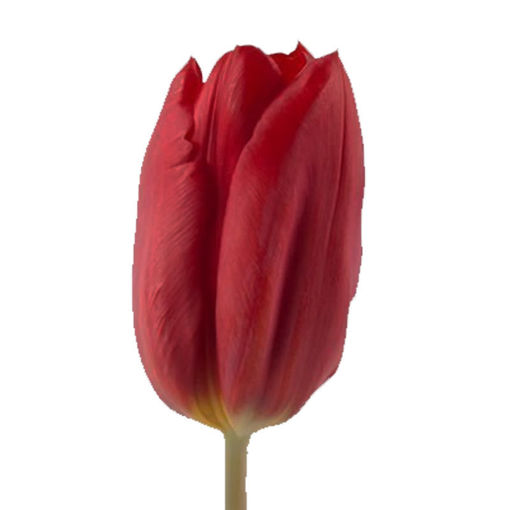 Picture of Tulip Strong LOve