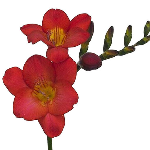 Picture of Freesia Red Passion