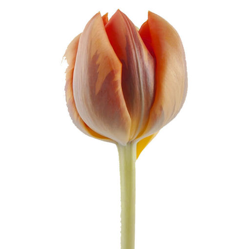 Picture of Tulip Orange Princess