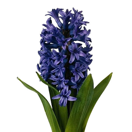 Picture of Hyacinth Atlantic
