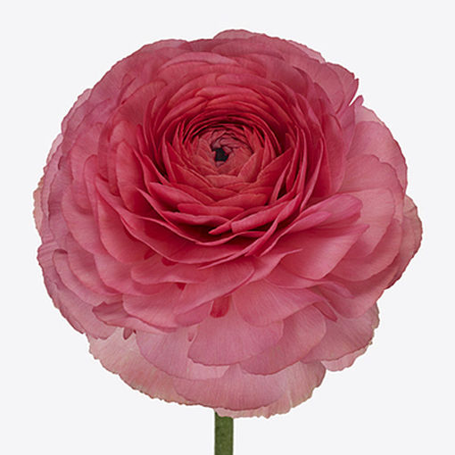 Picture of Ranunculus Clooney Fragolina