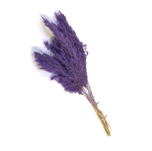 Picture of Cortaderia - Pampass Grass Purple