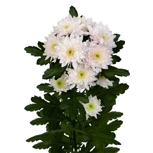 Picture of Chrysant. Spray Pastella Rose