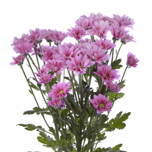 Picture of Chrysant. Spray Larsson