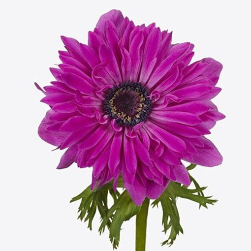 Picture of Anemone Full Star Bright Rose