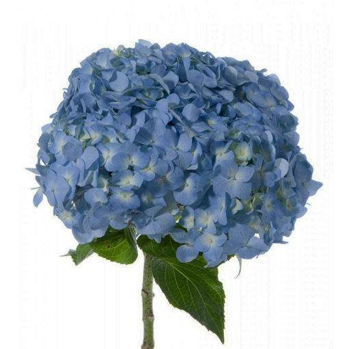 Picture of Hydrangea Blue