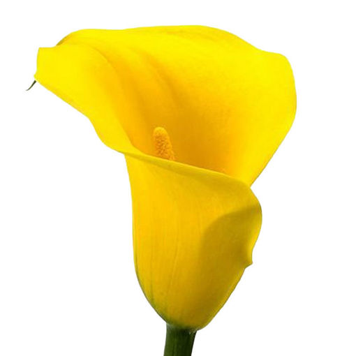 Picture of Calla Lilly Gold Medal