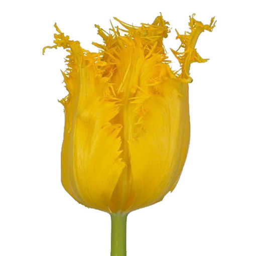 Picture of Tulip Yellow Valery