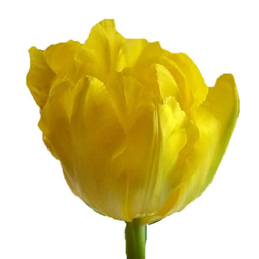 Picture of Tulip Marian Jose