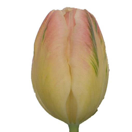 Picture of Tulip LIbretto