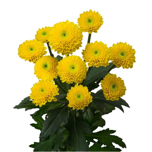 Picture of Chrysant. Santini  Aurinko