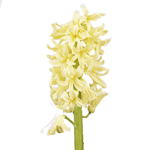 Picture of Hyacinth Yellow Queen