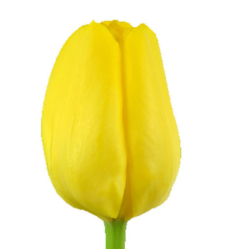 Picture of Tulip Lobke