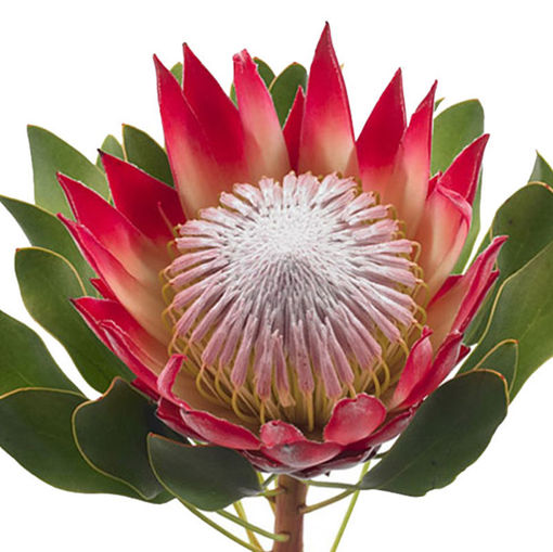 Picture of Protea Mandiba