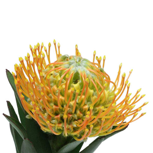 Picture of Protea Pincushion Moonlight