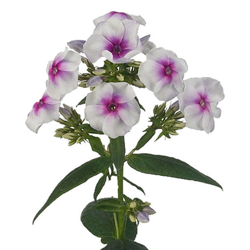 Picture of Phlox Isabella