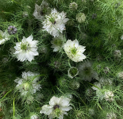 Picture of Nigella Bridal White