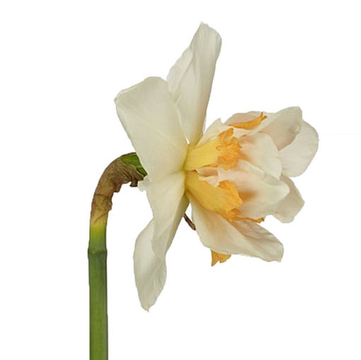 Picture of Narcissus Sweet Paradise