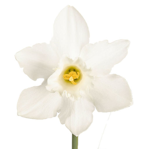 Picture of Narcissus Snow Heaven