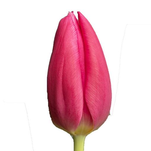 Picture of Tulip Invanka