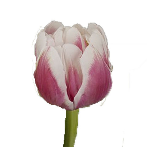 Picture of Tulip Choopa Choop