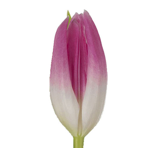 Picture of Tulip Royal Ten