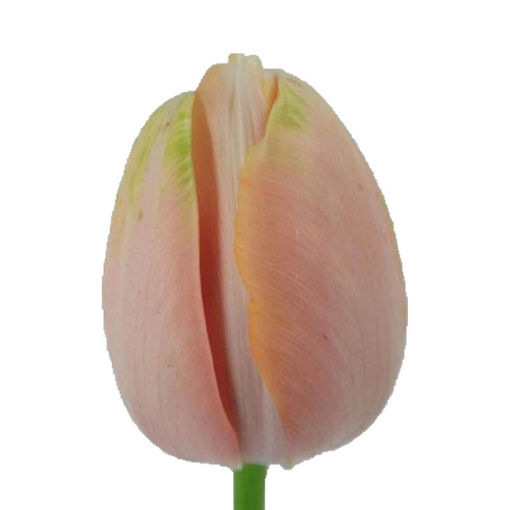 Picture of Tulip Menton