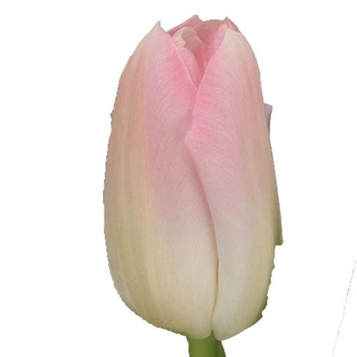 Picture of Tulip Dynasty