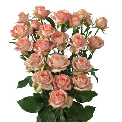 Picture of Rose spray Azore