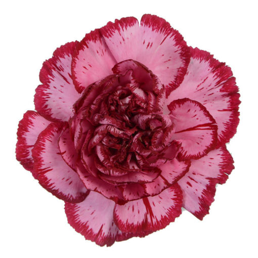 Picture of Carnation Bacarat Purple