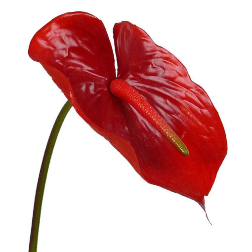 Picture of Anthurium Red