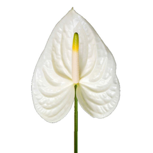 Picture of Anthurium White