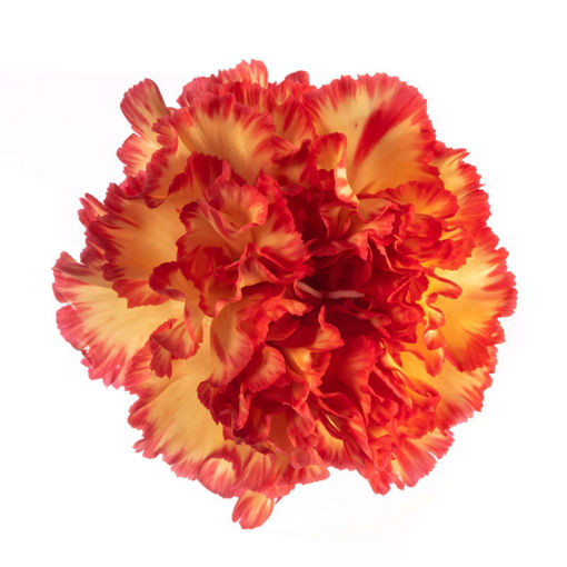 Picture of Carnation Zenit