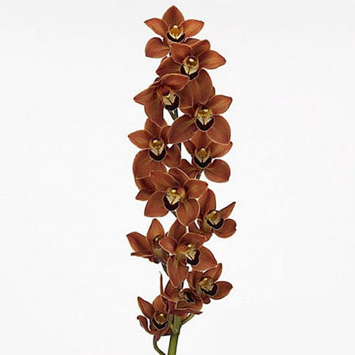 Picture of Orchid Cymbidium Manon